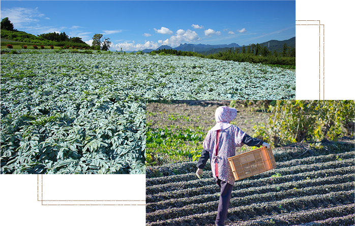 こんにゃくと荻野商店。